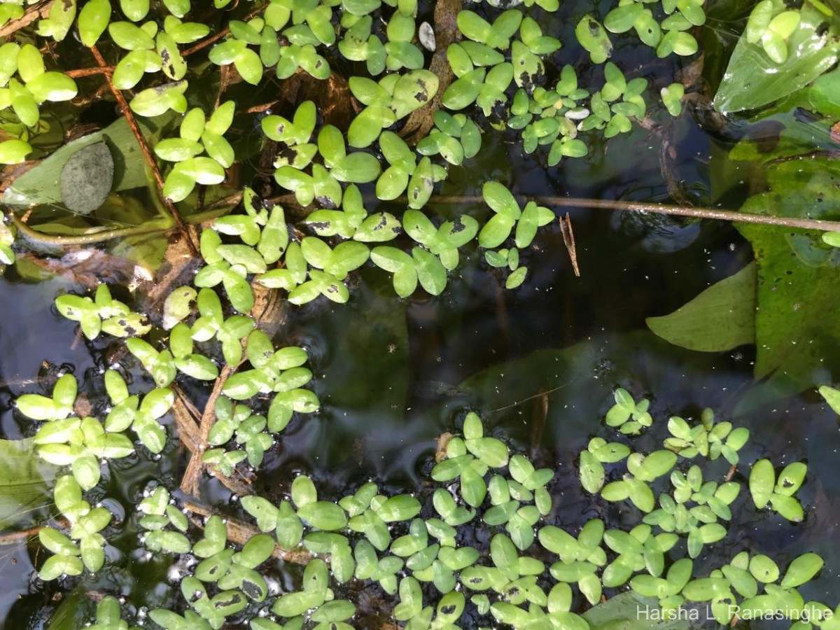 Spirodela punctata (G.Mey.) C.H.Thomps.